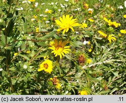 Grindelia squarrosa (doględka nastroszona)