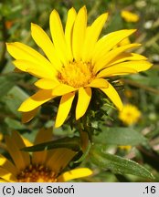 Grindelia squarrosa