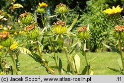 Grindelia squarrosa