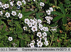 Gypsophila cerastioides (łyszczec rogownicowaty)