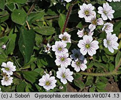 Gypsophila cerastioides (łyszczec rogownicowaty)