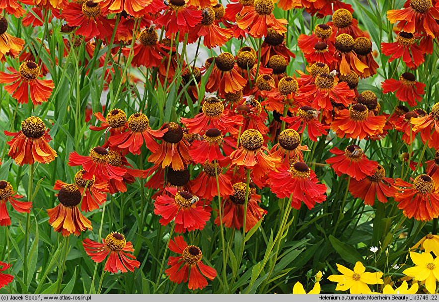 Helenium (dzielżan)