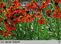 Helenium (dzielżan)