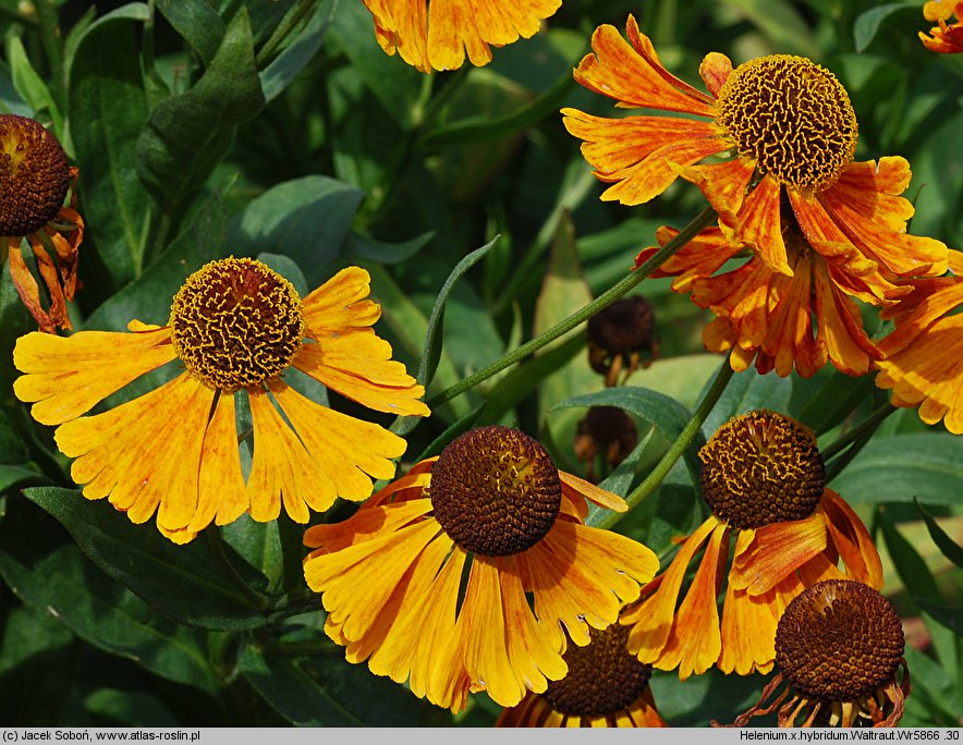 Helenium (dzielżan)