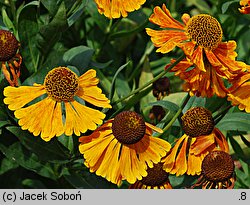 Helenium (dzielżan)