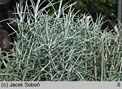 Helichrysum italicum (kocanki włoskie)