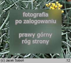 Helichrysum italicum (kocanki włoskie)