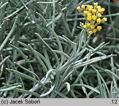 Helichrysum italicum (kocanki włoskie)