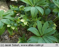 Helleborus orientalis