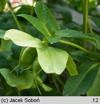 Helleborus orientalis