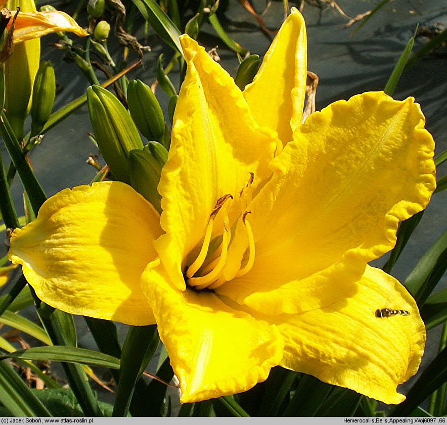 Hemerocallis ×hybrida Bells Appealing