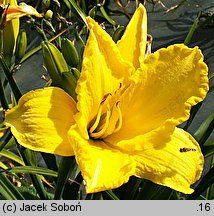 Hemerocallis ×hybrida Bells Appealing