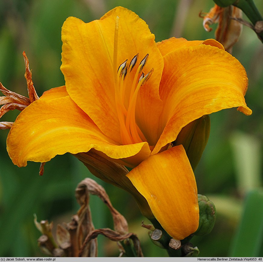 Hemerocallis ×hybrida Berliner Zimtstaub