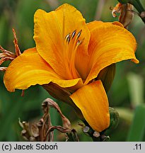 Hemerocallis ×hybrida Berliner Zimtstaub