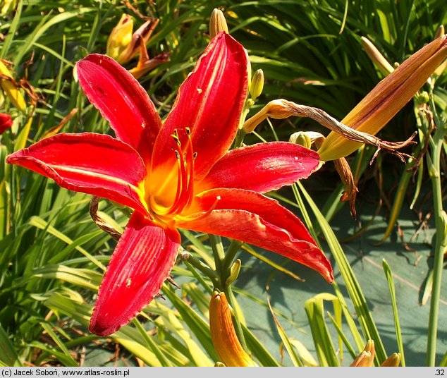 Hemerocallis ×hybrida Bess Ross