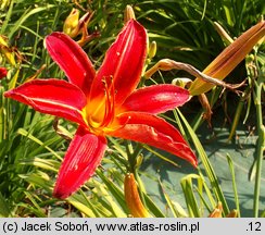 Hemerocallis ×hybrida Bess Ross