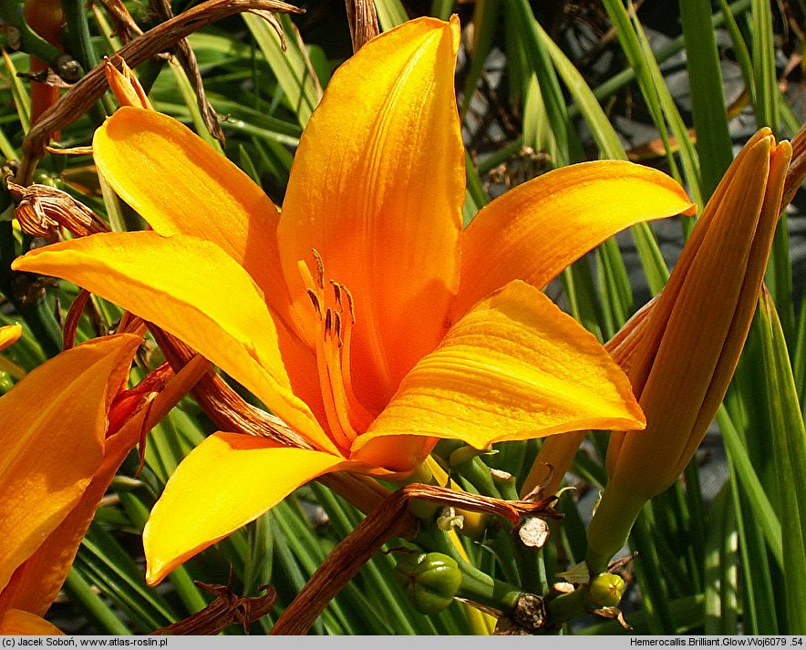 Hemerocallis ×hybrida Brillant Glow