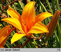 Hemerocallis ×hybrida Brillant Glow