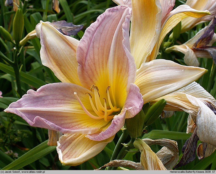 Hemerocallis ×hybrida Butterfly Kisses