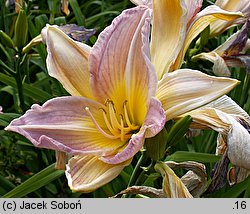 Hemerocallis ×hybrida Butterfly Kisses