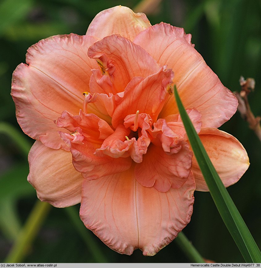 Hemerocallis ×hybrida Castle Double Debut