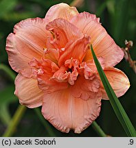 Hemerocallis ×hybrida Castle Double Debut