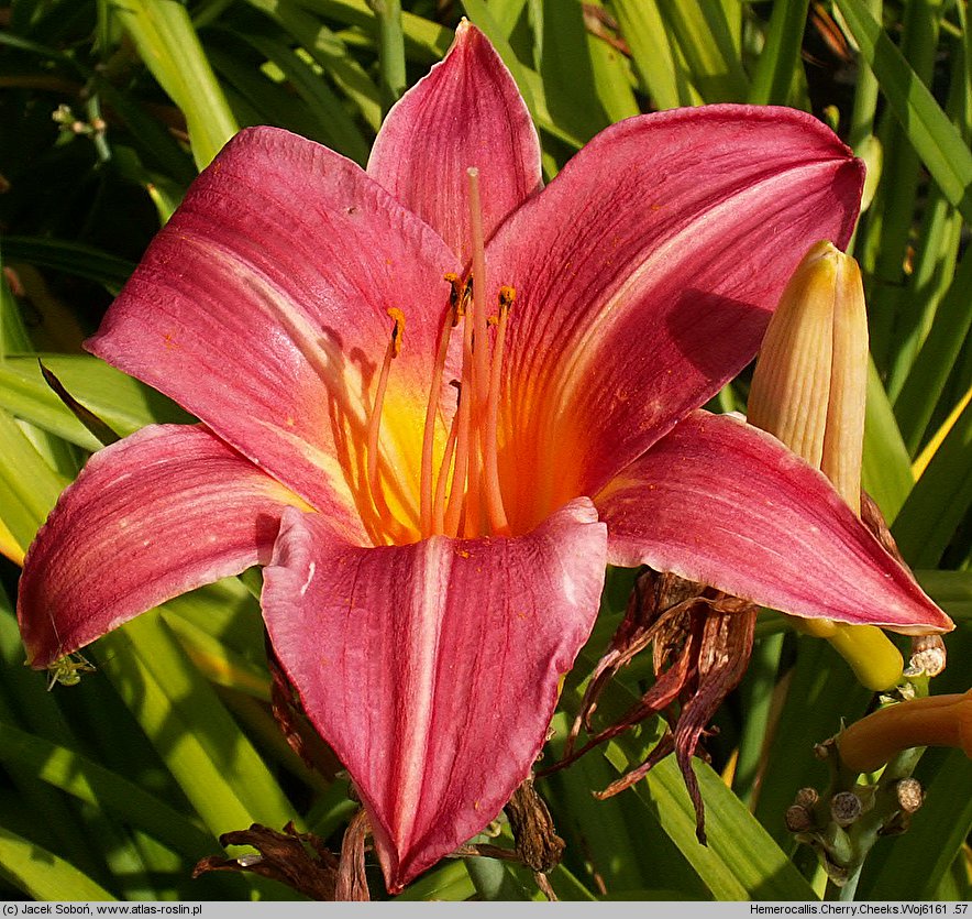 Hemerocallis ×hybrida Cherry Cheeks