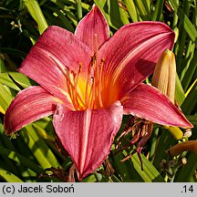 Hemerocallis ×hybrida Cherry Cheeks