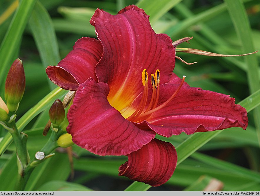 Hemerocallis ×hybrida Cologne Joker