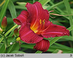 Hemerocallis ×hybrida Cologne Joker