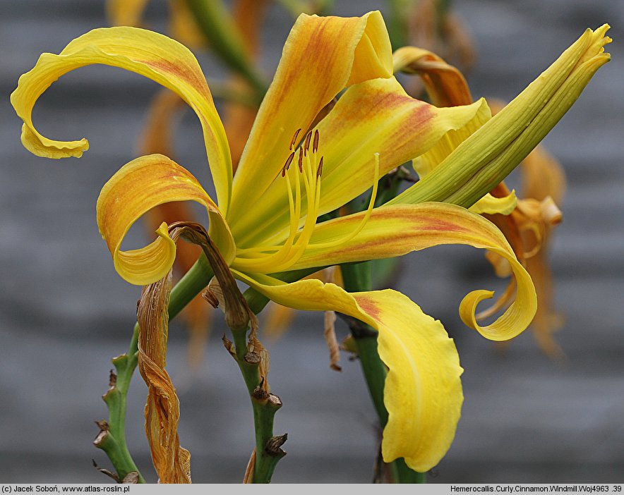 Hemerocallis ×hybrida Curly Cinnamon Windmill