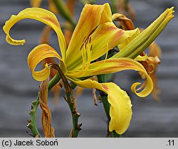 Hemerocallis ×hybrida Curly Cinnamon Windmill