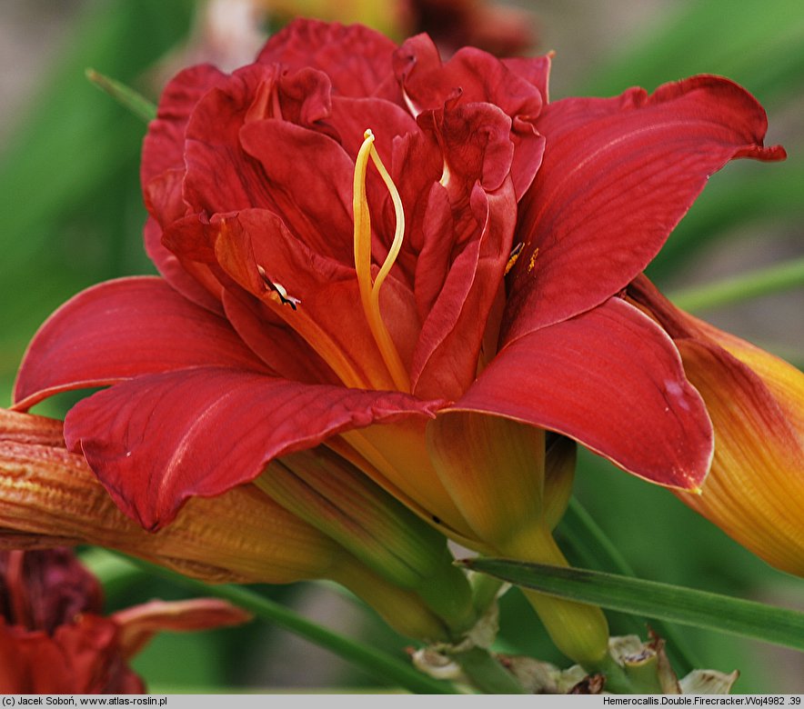 Hemerocallis ×hybrida Double Firecracker