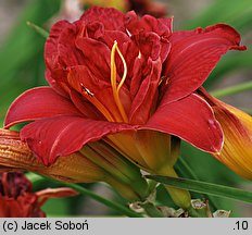 Hemerocallis ×hybrida Double Firecracker