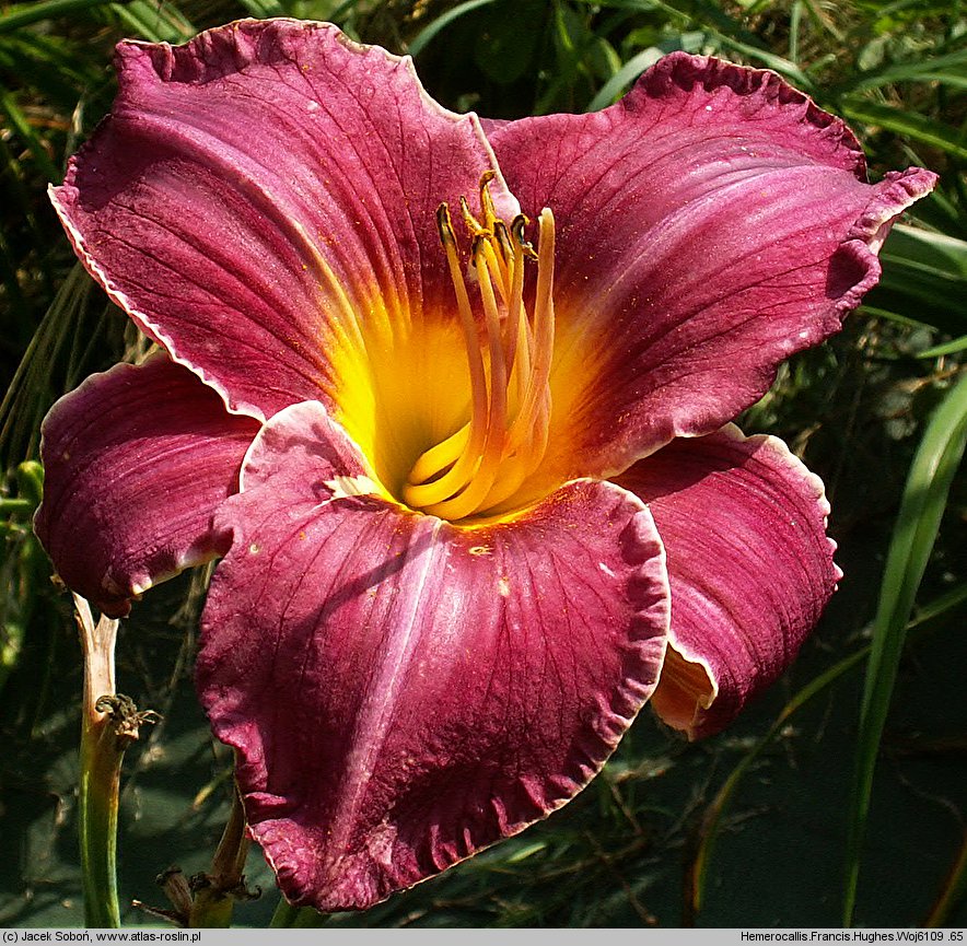 Hemerocallis ×hybrida Francis Hughes