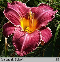 Hemerocallis ×hybrida Francis Hughes