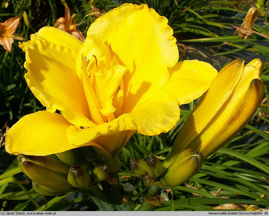 Hemerocallis ×hybrida Golden Surrey