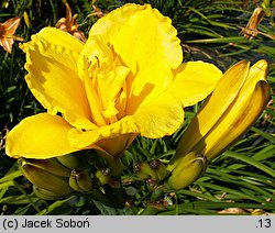 Hemerocallis ×hybrida Golden Surrey