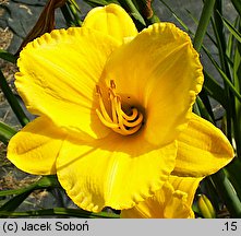 Hemerocallis ×hybrida Golden Surrey