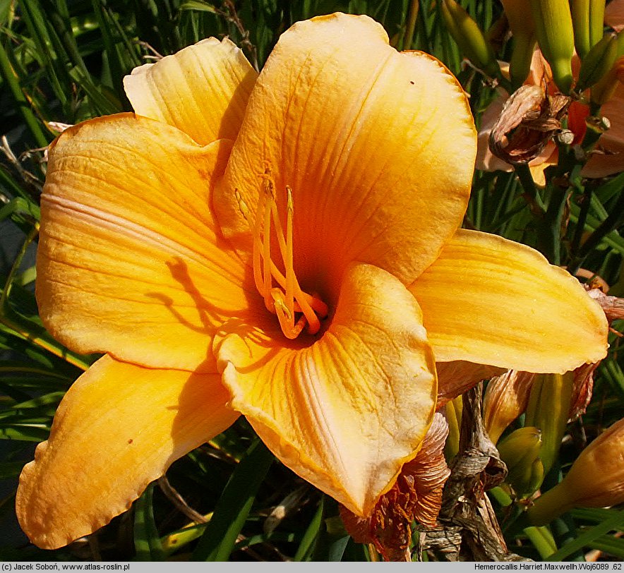 Hemerocallis ×hybrida Harriet Maxwellh