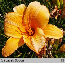 Hemerocallis ×hybrida Harriet Maxwellh