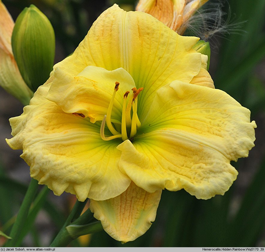 Hemerocallis ×hybrida Hidden Rainbow