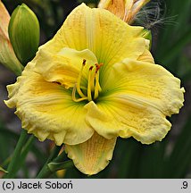 Hemerocallis ×hybrida Hidden Rainbow