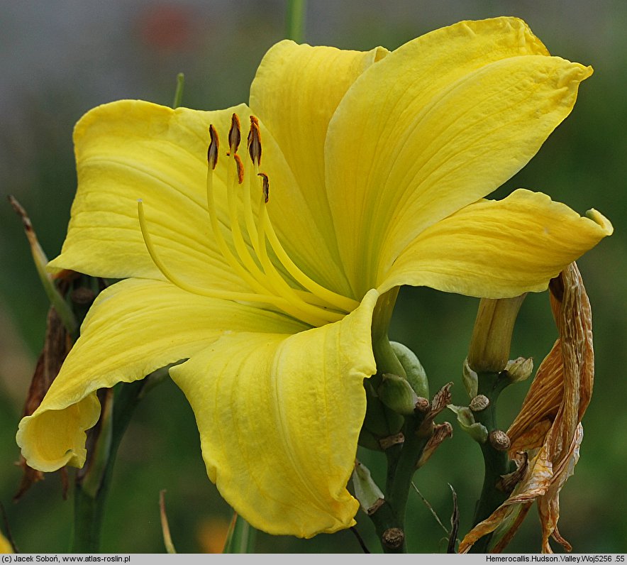 Hemerocallis ×hybrida Hudson Valley