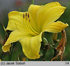 Hemerocallis ×hybrida Hudson Valley