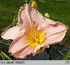 Hemerocallis ×hybrida Ida Wimberly Munson