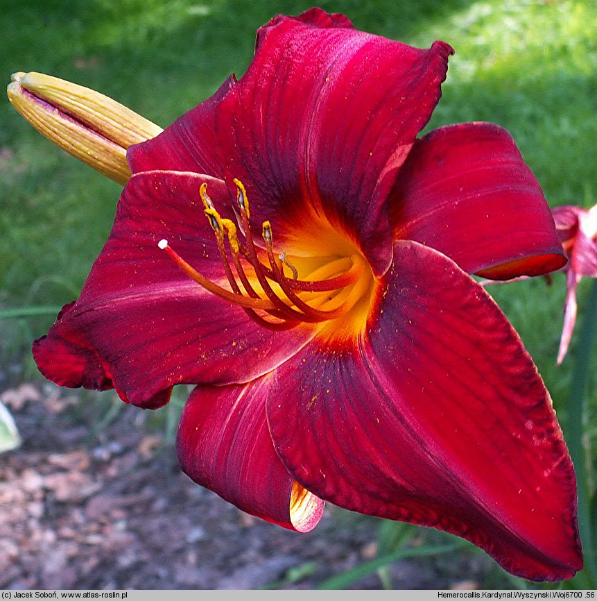 Hemerocallis ×hybrida Kardynał Wyszyński