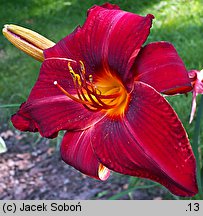 Hemerocallis ×hybrida Kardynał Wyszyński