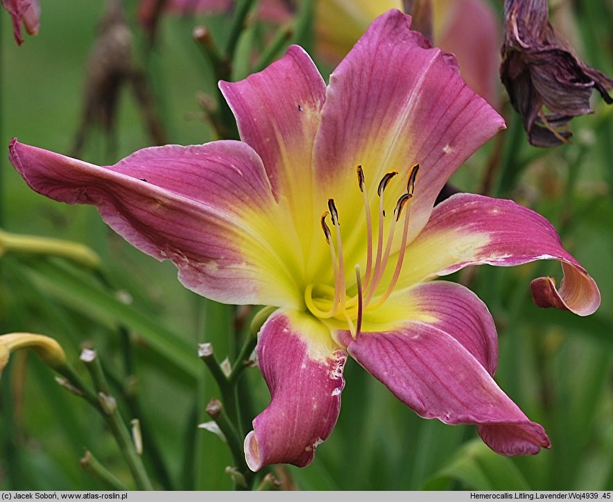 Hemerocallis ×hybrida Litling Lavender