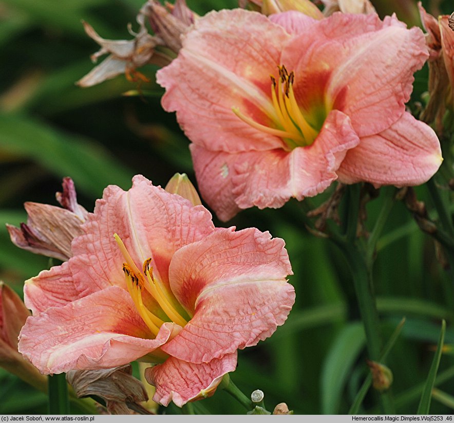 Hemerocallis ×hybrida Magic Dimples